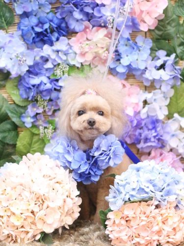 20250611麦ちゃん